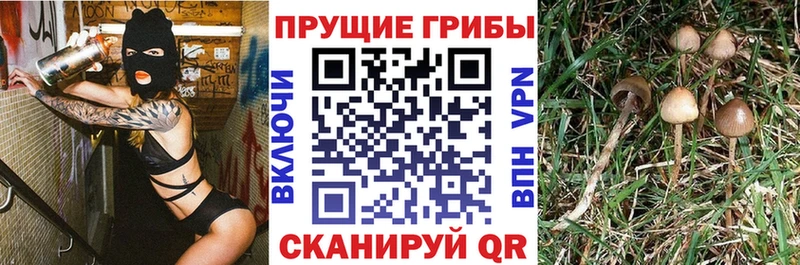 Галлюциногенные грибы Psilocybe  Купить где  Нижняя Тура 